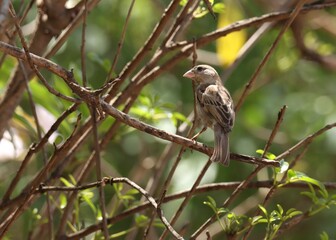House sparrow bird on branch. The house sparrow is a bird of the sparrow family Passeridae, found in most parts of the world. Passer domesticus.