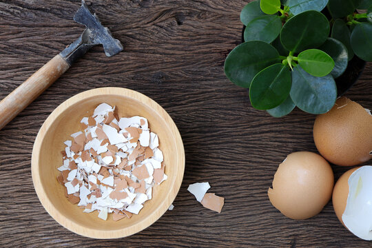Group of broken egg shells on  wooden background. Recycling kitchen waste for gardening. Egg shells is applied to the tree and is a natural fertilizer.