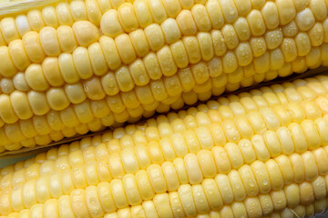 Close up of Yellow sweet corn cob. Grains of corn with water drop.