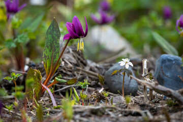 spring crocus flowers
