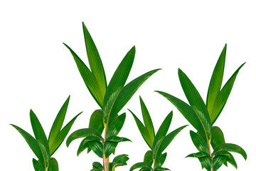 Fototapeta premium Small coconut tree isolated white background