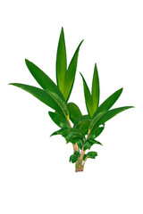 Small coconut tree isolated white background