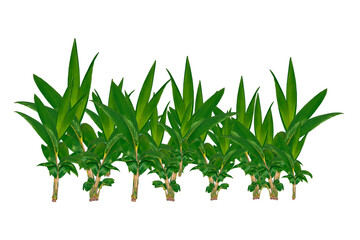 Small coconut tree isolated white background