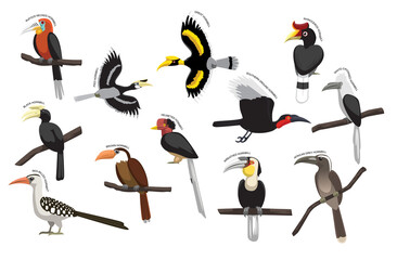 Bird Hornbill Set Various Kind Identify Cartoon Vector