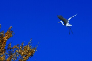 青空に美しいダイサギ