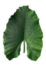Green taro leaves, natural background