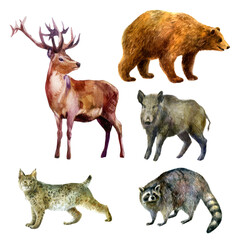 Watercolor illustration, set. Forest animals hand-drawn in watercolor. Deer, bear, lynx, raccoon, wild boar.