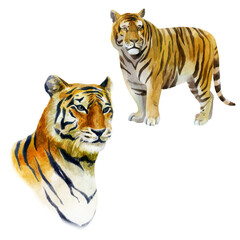 Watercolor illustration tiger set. Wild animals painted in watercolor. Portrait of a tiger.