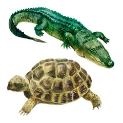 Watercolor illustration, set. Wild animals painted in watercolor. Crocodile and turtle.