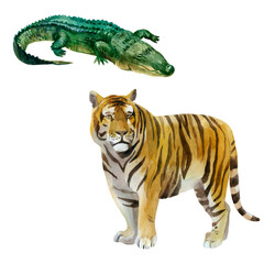 Watercolor illustration, set. Wild animals painted in watercolor. Crocodile and tiger.