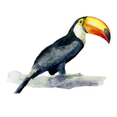Watercolor illustration. Toucan. Tropical bird, hand drawn in watercolor.