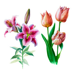 Watercolor illustration. Lily flower and tulip flower. Plants hand-drawn in watercolor.