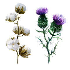 Watercolor illustration. Cotton flower and burdock flower. Plants hand-drawn in watercolor.