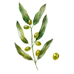 Watercolor illustration. Olive branch, olive fruit. Plant, hand-drawn in watercolor.