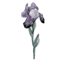 Iris illustration. Pencil drawing and watercolors. Iris flower.