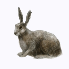 Pencil illustration. Hare. Forest animals. Freehand drawing, sketch.