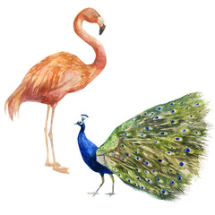 Watercolor illustration. Flamingo and peacock. Tropical birds hand-drawn in watercolor.
