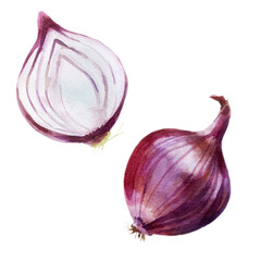 Watercolor illustration, set. Onion. Bulb plant painted in watercolor.