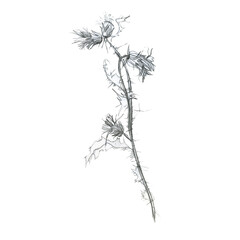 Pencil illustration, flower on a branch. The forest grass is drawn with a pencil.