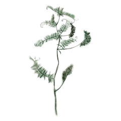 Pencil illustration, flower on a branch. The forest grass is drawn with a pencil.