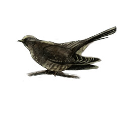 Pencil illustration, cuckoo. Sitting forest bird drawn with a pencil.