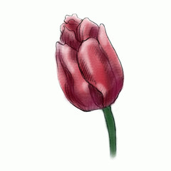 Pencil illustration, tulip. A flower drawn with a pencil.