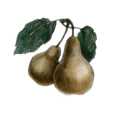 Pencil illustration, pears. Fruit drawn in pencil.