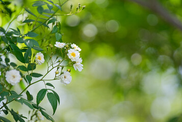 白いモッコウバラ2