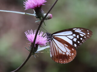 アザミの花の蜜を吸うアサギマダラ