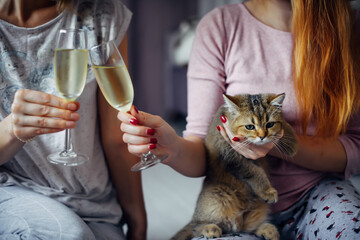 Small kitten of a British chinchilla in the arms of young girl, close-up. New Year's holidays in the company of your favorite pets. Woman holds ginger kitty and glass of champagne.