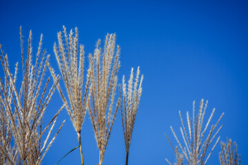 Fototapeta premium Autumn dry grassy plants against blue sky. Abstract natural background with copy space.
