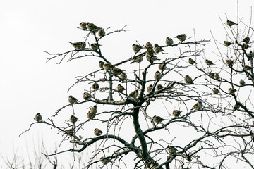 A tree full of sparrows outside Osaka Castle.