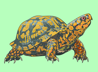 Eastern box turtle drawing, beautiful, art.illustration, vector