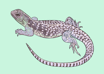 Dorsalis lizard drawing, iguanas, art.illustration, vector