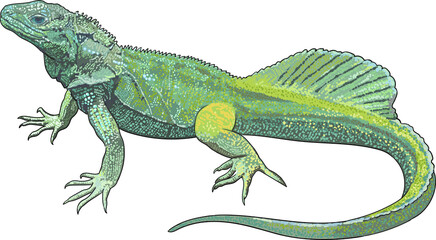 Sailfin lizard drawing, exotic, rare, art.illustration, vector
