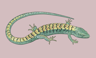 Panthera lizard drawing, exotic pet, art.illustration, vector