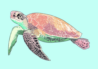 Obraz premium Marine turtle drawing, exotic, andengered, art.illustration, vector