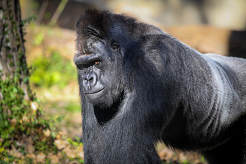 Silverback Gorilla 