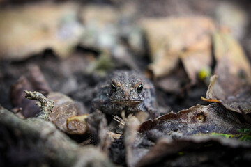 Frog Camouflaged In Leaves 