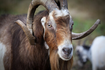 close up of a goat