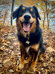 English Shepherd Dog Sitting In Autumn Leaves