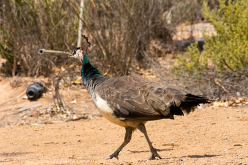Peahen