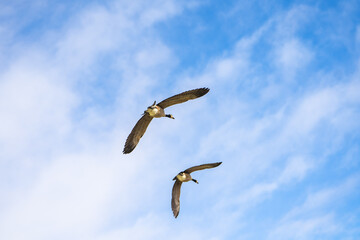 Two Canadian geese (Branta canadensis) flying in a blue sky.