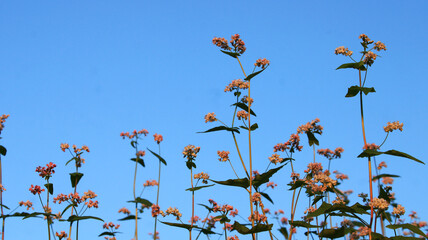 flower growing garden and blue sky capture during evening. 
