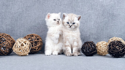 Fototapeta na wymiar A kitten stands on two legs next to another cat. Kitten is isolated on a gray background with rattan balls. Kitten and toys. Cat and wicker balls. Scottish purebred cat.