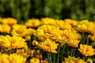 Blooming yellow flowers of chrysanthemums with dew drops on the petals closeup on a blurred background. Selective focus