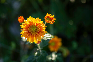 Blooming yellow flowers of chrysanthemums with dew drops on the petals closeup on a blurred background. Selective focus