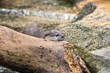 コツメカワウソ