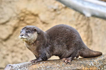 コツメカワウソ
