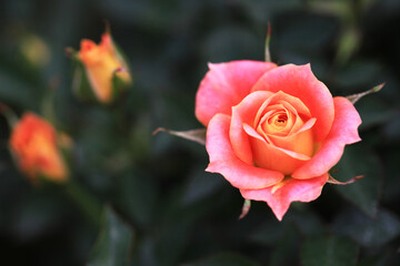 バラ：マンダリン